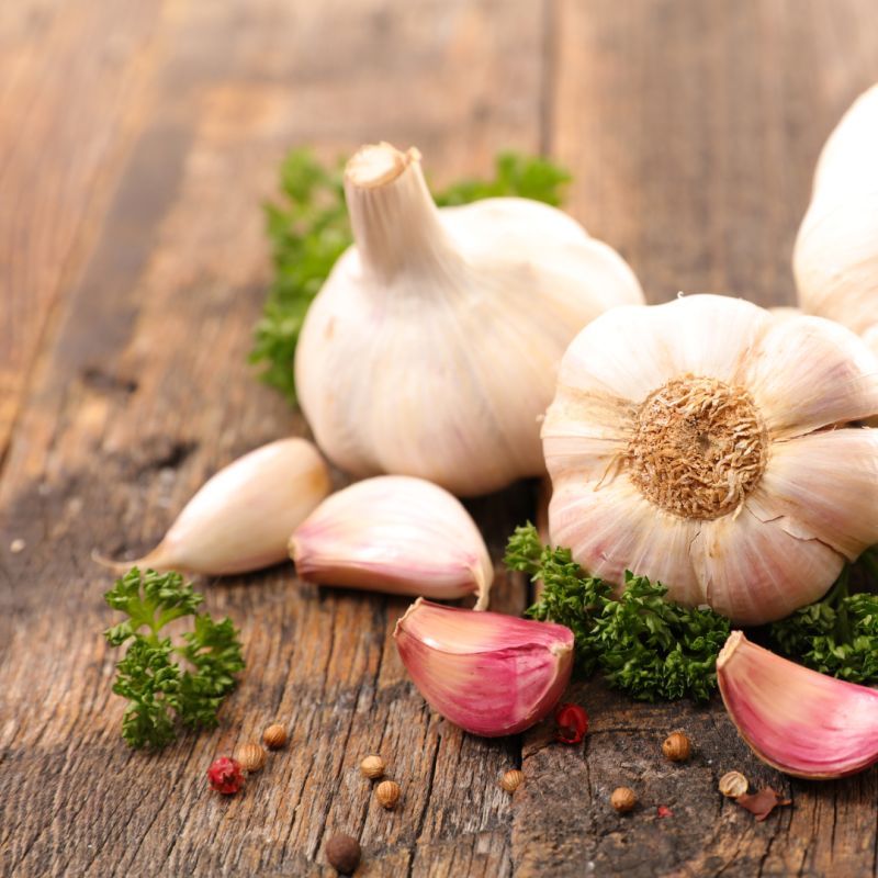 Rose du nord 50+ Ail a repiquer 500 gr