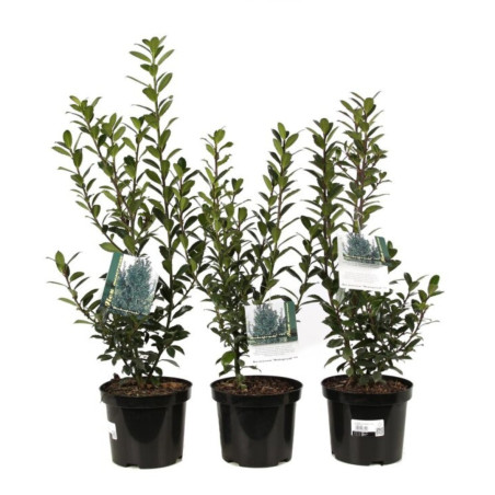3 Houx de Meserve Heckenpracht - Ilex meserveae Heckenpracht 40cm