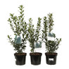 3 Houx de Meserve Heckenpracht - Ilex meserveae Heckenpracht 40cm