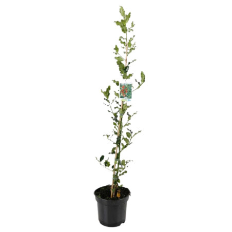 Houx commun - Ilex aquifolium 60cm en Pot