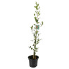 Houx commun - Ilex aquifolium 60cm en Pot