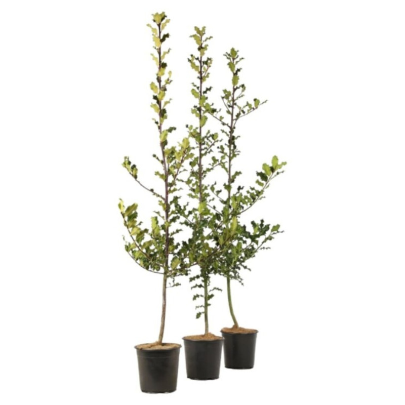 3 Houx commun - Ilex aquifolium 60cm en Pot