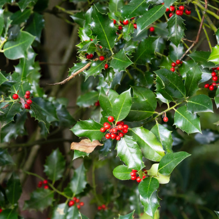 Houx commun Alaska - Ilex aquifolium Alaska 60cm en Pot