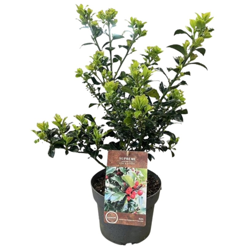 Houx de Meserve Heckenfee - Ilex meserveae Heckenfee 40/60cm Pot 4L
