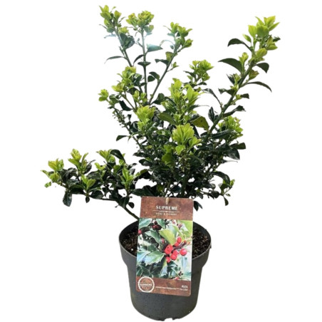 Houx de Meserve Heckenfee - Ilex meserveae Heckenfee 40/60cm Pot 4L