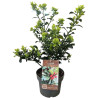 Houx de Meserve Heckenfee - Ilex meserveae Heckenfee 40/60cm Pot 4L