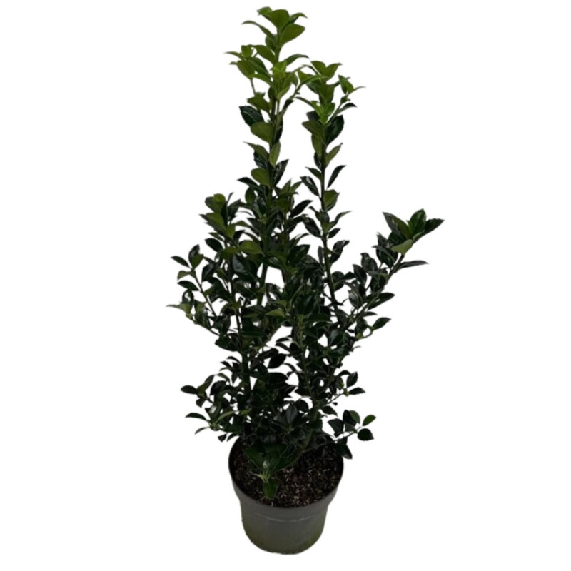 Houx de Meserve Heckenfee - Ilex meserveae Heckenfee 40/60cm Pot 4L
