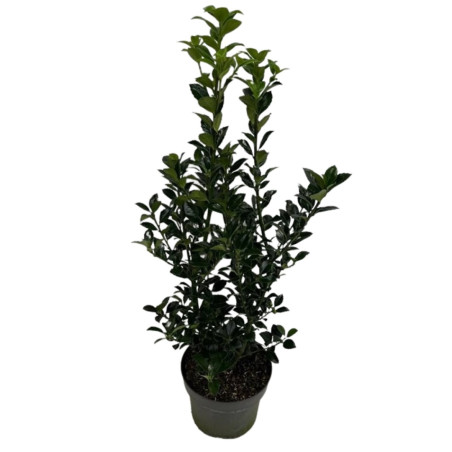 Houx de Meserve Heckenfee - Ilex meserveae Heckenfee 40/60cm Pot 4L