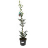 Houx de Meserve Blue Prince - Ilex meserveae Blue Prince 40cm en Pot
