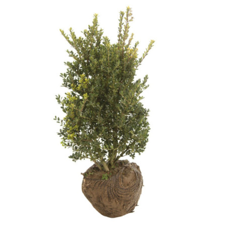 Houx crenata green hedge - Ilex crenata green hedge 60cm