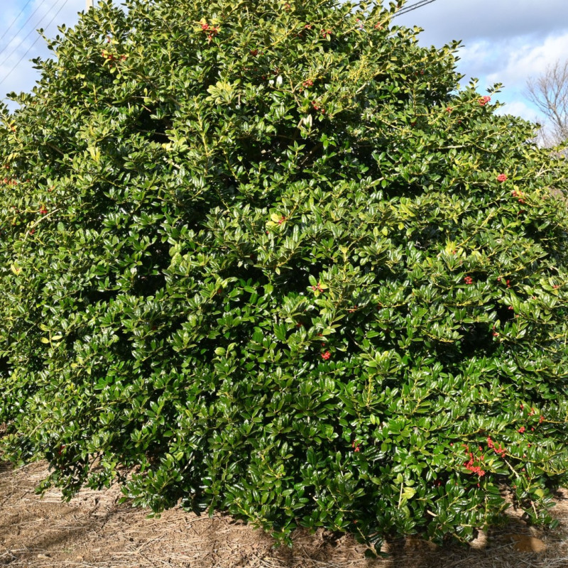 Houx crenata green hedge - Ilex crenata green hedge 60cm