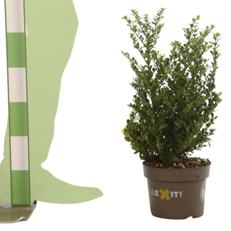 Houx crenata dark green - Ilex crenata dark green 40/50cm Pot 3L