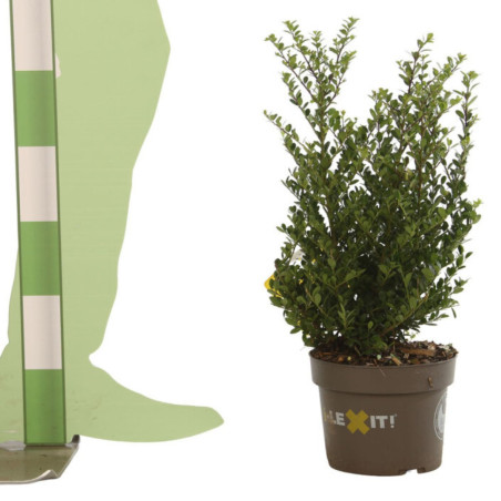Houx crenata dark green - Ilex crenata dark green 40/50cm Pot 3L