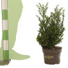 Houx crenata dark green - Ilex crenata dark green 40/50cm Pot 3L