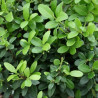 Houx crenata dark green - Ilex crenata dark green 40/50cm Pot 3L