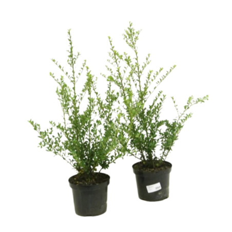 2 Houx maximowicziana kanehirae - Ilex maximowicziana kanehirae 40cm