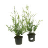 2 Houx maximowicziana kanehirae - Ilex maximowicziana kanehirae 40cm
