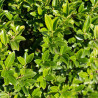 Houx maximowicziana kanehirae - Ilex maximowicziana kanehirae 40cm