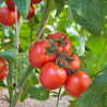 Plant Tomate Honey Moon F1 Pot 10,5cm ANTI MILDIOU
