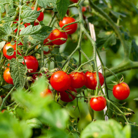 3 Plants Tomate Micron Pot 10,5cm Sélection Jardinul