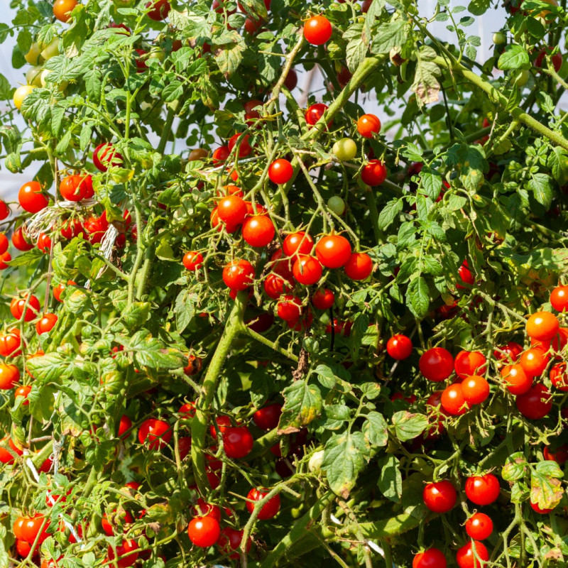 3 Plants Tomate Micron Pot 10,5cm Sélection Jardinul