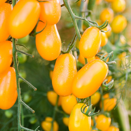 3 Plants Tomate Crazy Cherry Pot 10,5cm Sélection Jardinul