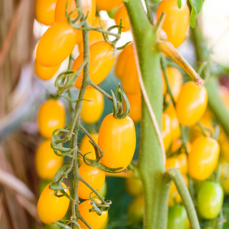 3 Plants Tomate Crazy Cherry Pot 10,5cm Sélection Jardinul