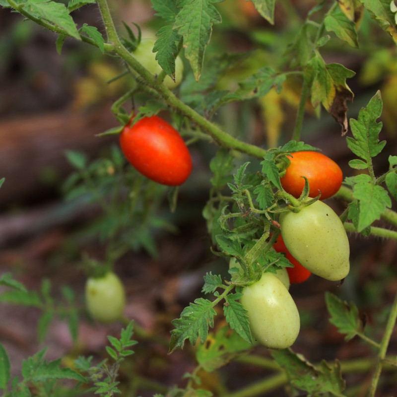 3 Plants Tomate Dyno Pot 10,5cm Sélection Jardinul