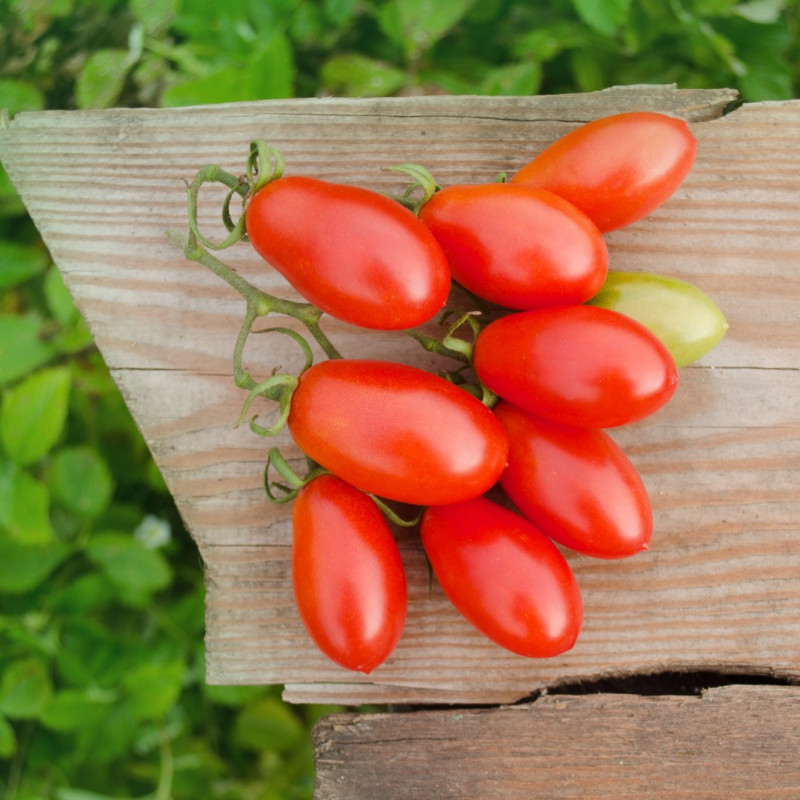 Plant Tomate Dyno Pot 10,5cm Sélection Jardinul