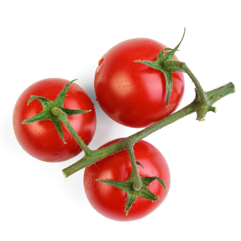 3 Plants Tomate Hector Pot 10,5cm Sélection Jardinul