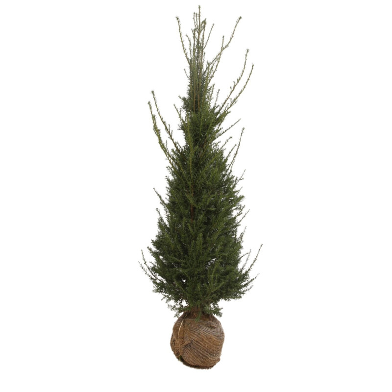 If commun - Taxus baccata en Motte 150/175cm