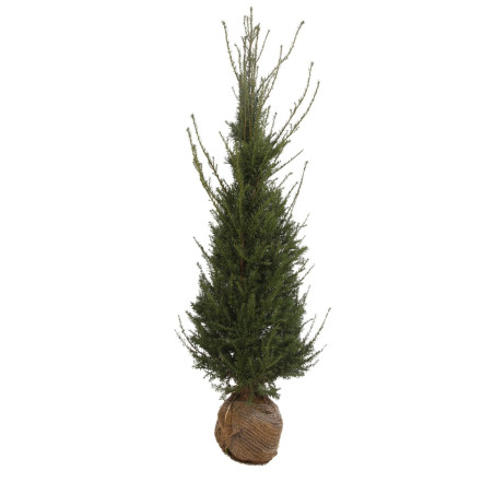If commun - Taxus baccata en Motte 150/175cm