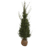 If commun - Taxus baccata en Motte 150/175cm