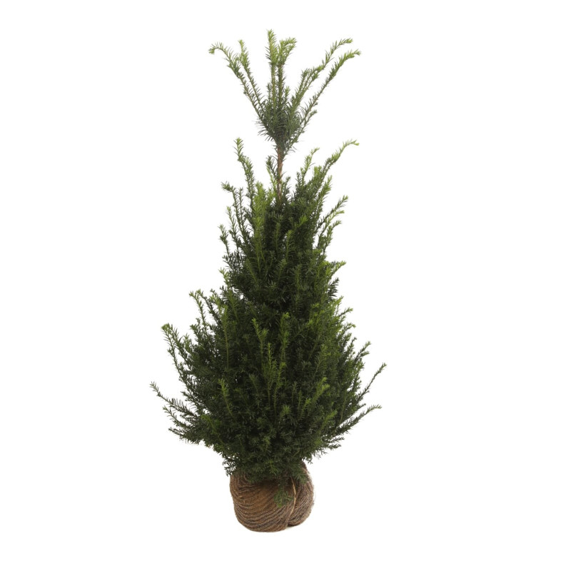 If commun - Taxus baccata en Motte 125/150cm