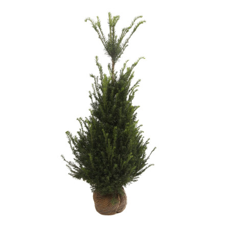 If commun - Taxus baccata en Motte 125/150cm