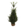 If commun - Taxus baccata en Motte 125/150cm
