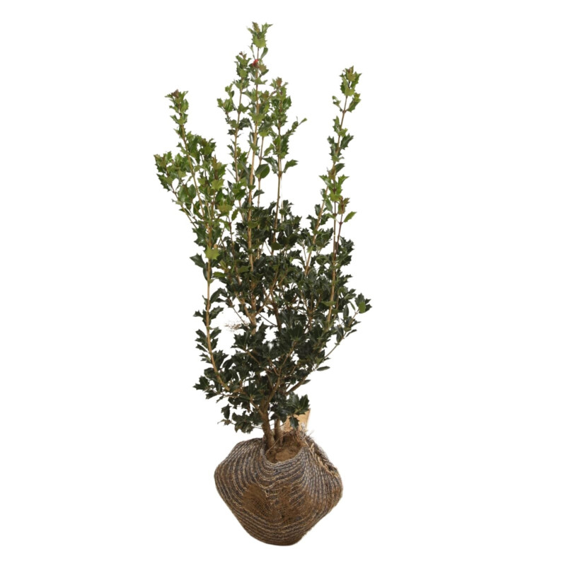 Osmanthe à feuilles de houx - Osmanthus heterophyllus en Motte 80/100cm