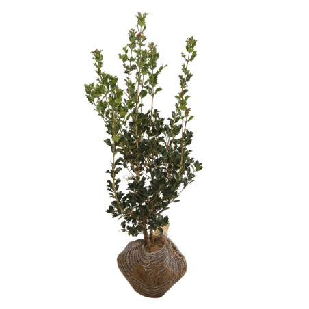 Osmanthe à feuilles de houx - Osmanthus heterophyllus en Motte 80/100cm