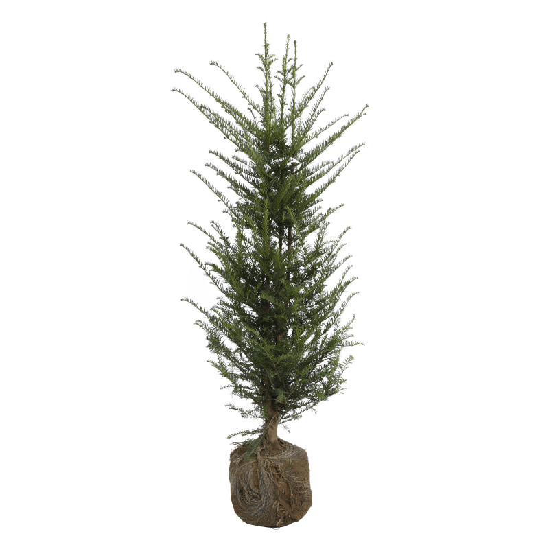 If commun - Taxus baccata en Motte 100/120cm