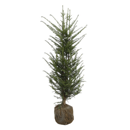 If commun - Taxus baccata en Motte 100/120cm