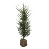 If commun - Taxus baccata en Motte 100/120cm