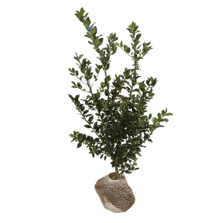 Houx Blue Maid - Ilex meserveae Blue Maid en Motte 80/100cm