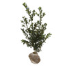 Houx Blue Maid - Ilex meserveae Blue Maid en Motte 80/100cm