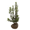 Houx commun - Ilex aquifolium en Motte 80/100cm