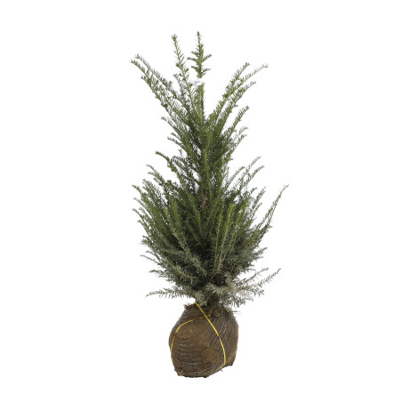 If commun - Taxus baccata en Motte 80/100cm