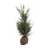 If commun - Taxus baccata en Motte 80/100cm