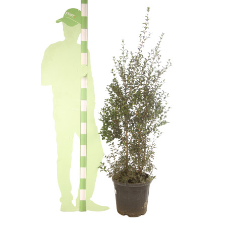 Osmanthe de Burkwood - Osmanthus xburkwoodii en Pot 25L 140/160cm