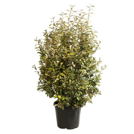 Chalef d’Ebbingei Limelight - Elaeagnus xebbingei Limelight en Pot 30L 125/150cm
