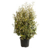 Chalef d’Ebbingei Limelight - Elaeagnus xebbingei Limelight en Pot 30L 125/150cm