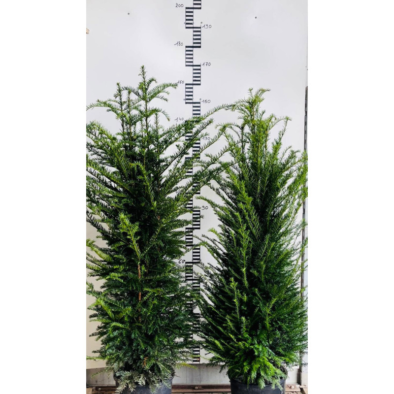 If commun - Taxus baccata en Pot 15L 120/140cm